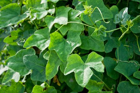 Ivy ground (Coccinia grandis) leafの写真素材