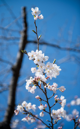 Beautiful white cherry blossom  Sakura  flower at full bloom in Japanの写真素材