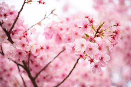 Beautiful pink cherry blossom  Sakura  flower at full bloom in Japanの写真素材