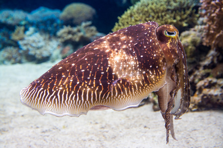 Big cuttlefish in the aquarium of Okinawa