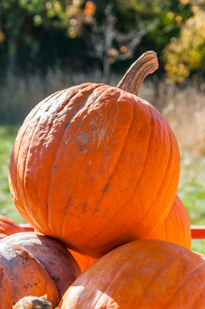 Pumpkins on display for saleの写真素材