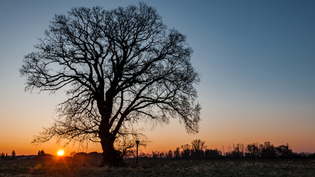 Sunrise over a majestic tree in winterの写真素材