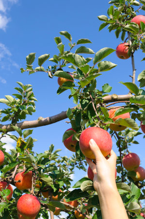 Hands harvesting Aomori apples, Aomori, Japanの写真素材