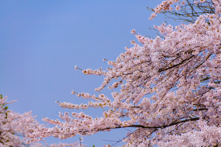 cherry blossom in springtime with blue sky