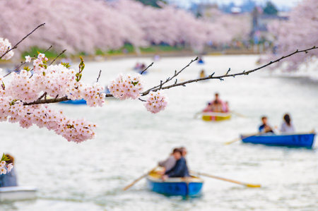Cherry blossom in full bloom with rowing boat in the backgroundの写真素材