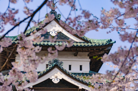 Hirosaki Castle, castle tower surrounded by cherry blossoms, Aomori, Japanの写真素材