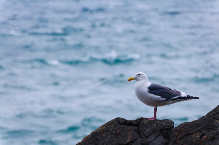 Black-tailed gull staring at the sea