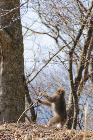 Japanese macaque (Macaca fuscata) in the wild