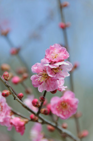 Plum blossoms herald the arrival of springの写真素材