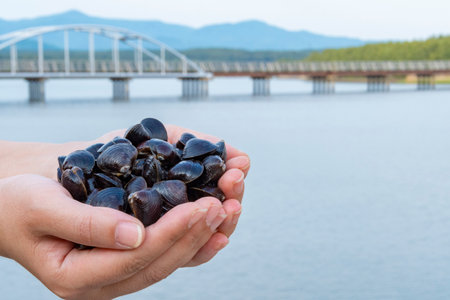 Freshwater clam (Shijimi clam) from Lake Jusan in hand, Aomori, Japanの写真素材