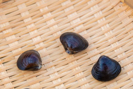 Freshwater clam (Shijimi clam) on a colander, Aomori, Japan