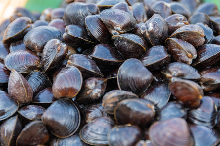 Freshwater clam (Shijimi clam) from Lake Jusan, Aomori, Japan