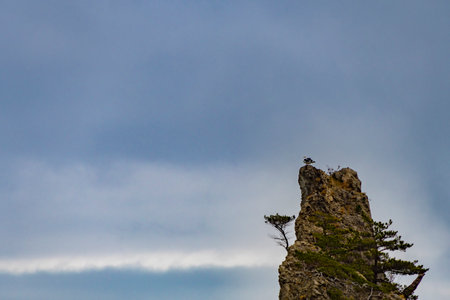 A view of a black-tailed gull on a strange rock