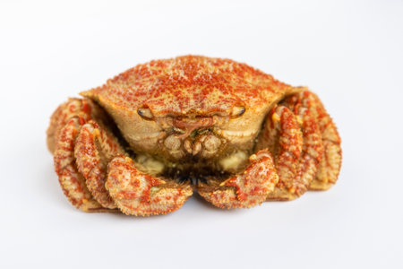 Helmet crab on white background