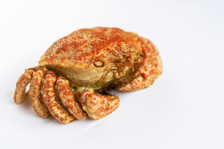 Helmet crab on white background