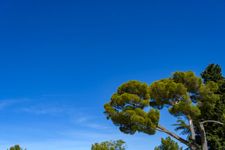 Blue sky with airplane cloudsの写真素材