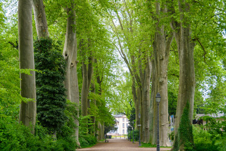 Street trees in Orangerie Park, Strasbourg, Franceの写真素材