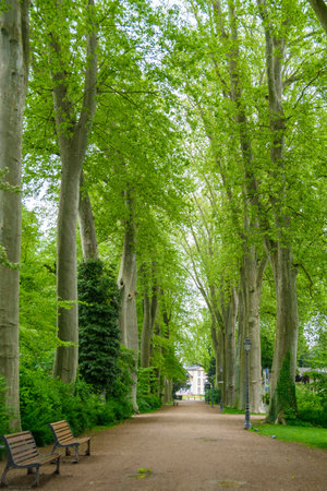 Street trees in Orangerie Park, Strasbourg, Franceの写真素材