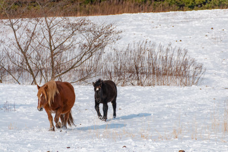 A mother and child of a horse walking in a snow field at in midwinter.の写真素材