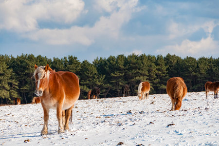 Cold standing horses in snow field in midwinter.の写真素材