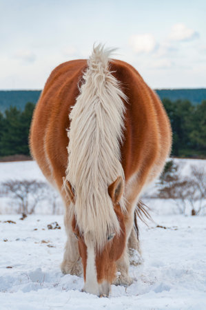 Cold standing horses on a grassy snowfield in Shiriyazaki, midwinter. Aomori, Japanの写真素材