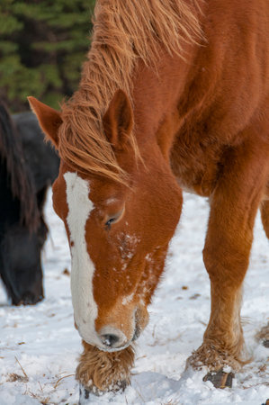 Cold standing horses on a grassy snowfield in Shiriyazaki, midwinter. Aomori, Japanの写真素材