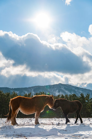 A mother and child of a cold standing horse standing in a snow field in midwinter.の写真素材