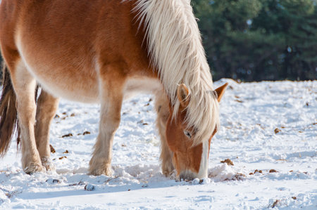Horse in the snow in winter, close-up, selective focus. Horse in the snow in winter, close-up, selective focusの写真素材