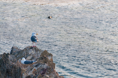 Black-tailed gull perched on a reef, Fukaura, Aomori, Japanの写真素材