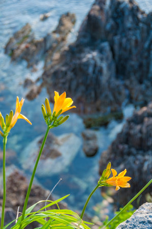 Hemerocallis esculenta blooming on the coast of Fukaura, Aomori, Japanの写真素材