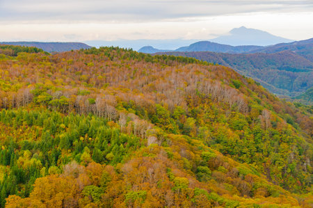 Beautiful autumn scenery with colorful forests and mountains in the background. Japan, Aomori, Hakkoda, Jogakuraの写真素材