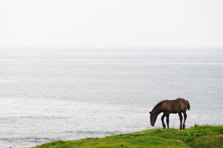 Cold standing horse colt on the coastline. Shiriyazaki, Aomori, Japanの写真素材