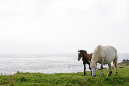 A mother and child of a wild horse on the coastline.の写真素材