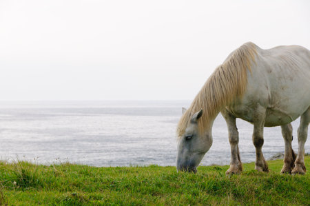 Cold standing horse âkandachimeâ on the coastline. Shiriyazaki, Aomori, Japanの写真素材