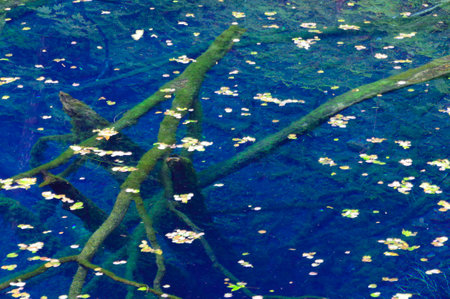 Mysterious blue pond in the forest. Aoike Pond in Lake Juniko, Shirakami Sanchi. Aomori, Japan