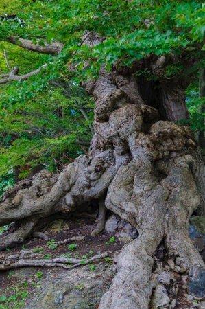 Old maple tree â€œIshiwari Mapleâ€. Kuroishi City, Aomori, Japan