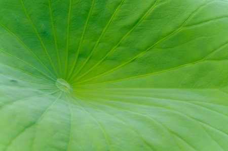 Close up of lotus leaf in the pond, nature background.