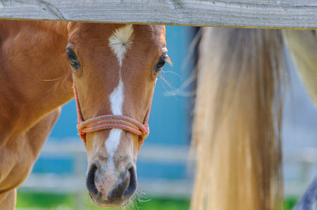 Pony looking at the cameraの写真素材