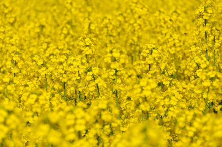 Close-up of a rape field in bloom. Selective focus. Yokohama Town, Aomori Prefecture, Japan