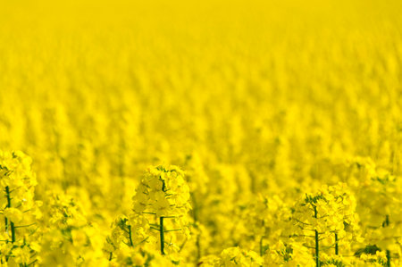 Rapeseed field on a sunny day. Selective focus. Yokohama Town, Aomori Prefecture, Japanの写真素材