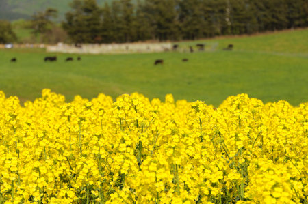 Field of blossom rapes and grazing cattle. Yokohama Town, Aomori Prefecture, Japan
