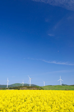 Field of blossom rapes and windmills. Yokohama Town, Aomori Prefecture, Japan