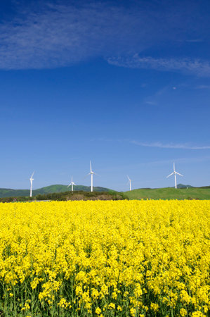 Field of blossom rapes and windmills. Aomori Prefecture, Japan