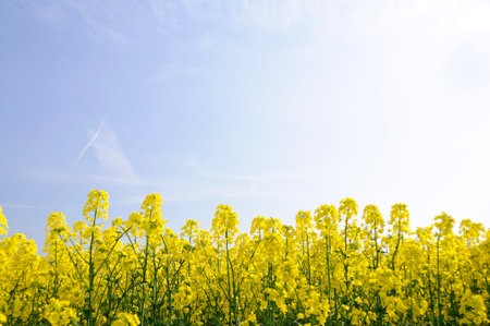 Blooming rapeseed field with blue sky in the background. Spring landscape. Yokohama Town, Aomori...