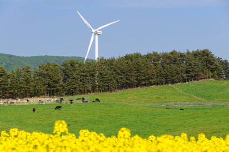 Field of blossom rapes and windmills. Aomori Prefecture, Japan