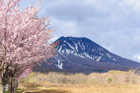 Mountain cherry blossoms and Mt. Iwaki, Aomori, Japanの写真素材