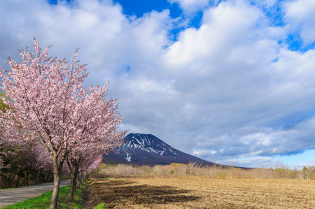 Mountain cherry blossoms and Mt. Iwaki, Aomori, Japanの写真素材
