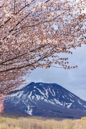 Mountain cherry blossoms and Mt. Iwaki, Aomori, Japanの写真素材