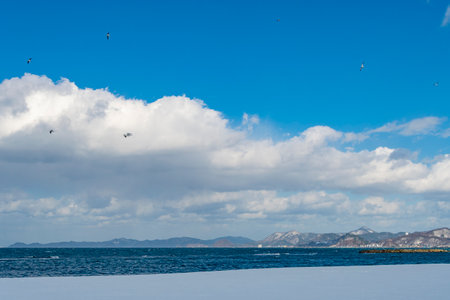 A Black-tailed gull dances on a snow-covered beach in winter. Gappo Park, Aomori, Japan