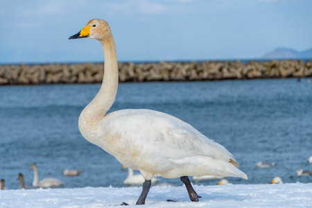 A swan walking on the snowy shore. Kappo Park, Aomori, Japanの写真素材
